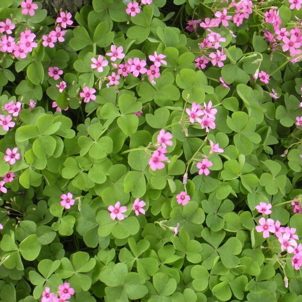 Purple and Green Shamrocks Bulbs for Planting, 30 Pack K92032