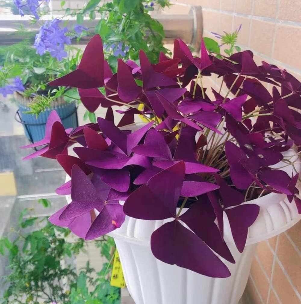Purple Shamrocks Bulbs for Indoor or Outdoor Planting W291351