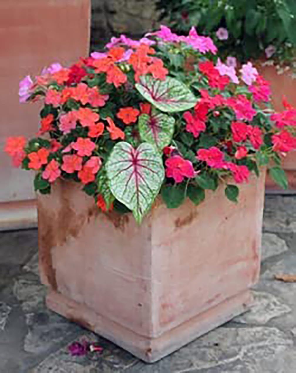 Caladium White with Red Marks Z93037