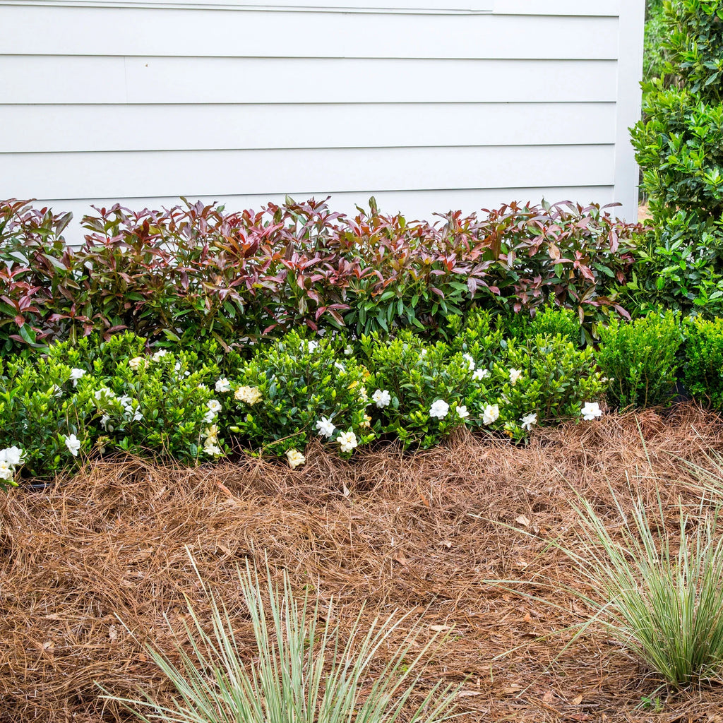 Viburnum Copper Top Live Shrub (2 Gallon) L27176