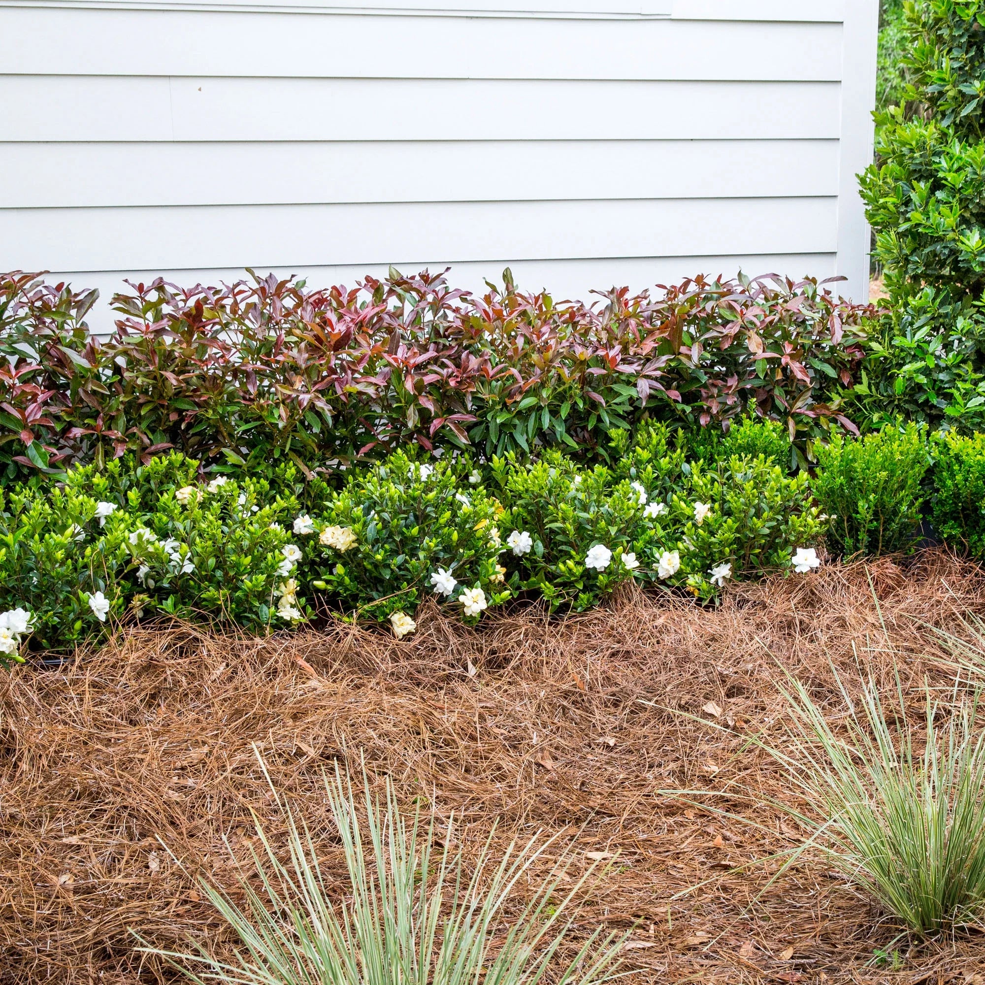 Viburnum Copper Top Live Shrub (2 Gallon) L27176