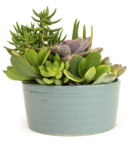 Succulent Assortment in Clay Pot, Live Houseplants W32017