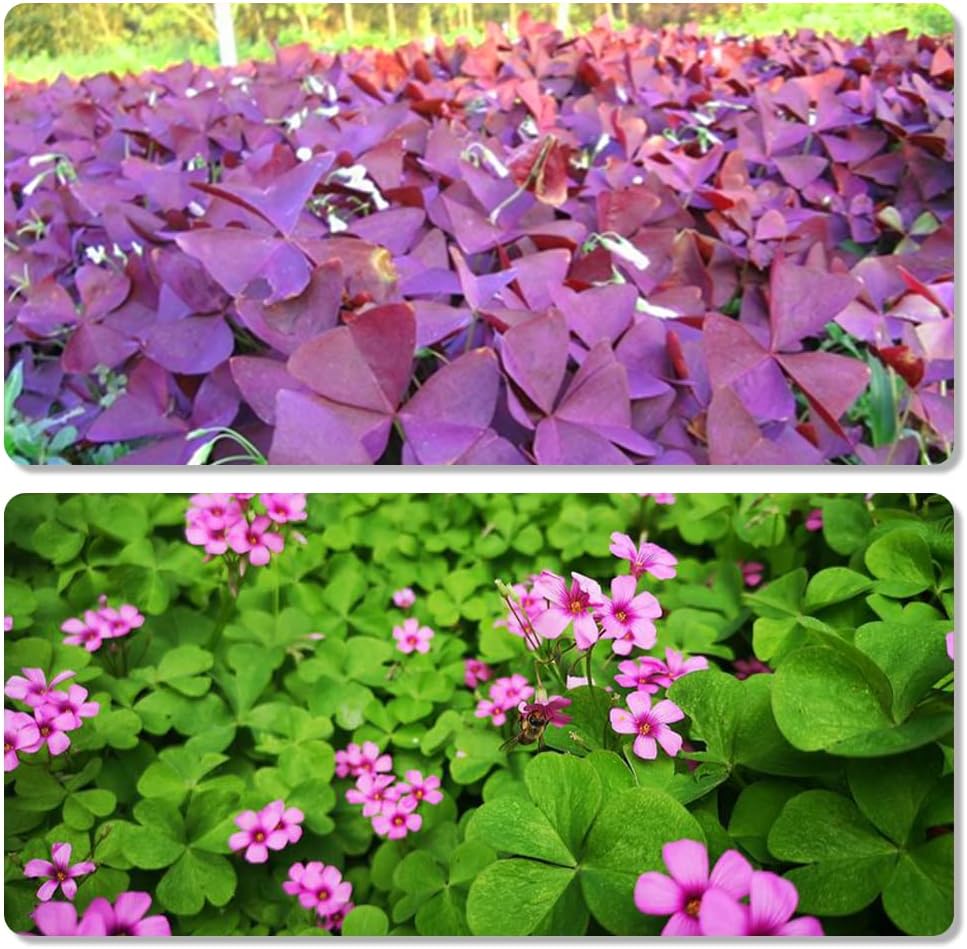 Purple and Green Shamrocks Bulbs for Planting, 30 Pack K92032