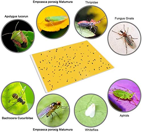 Dual-Sided Yellow Sticky Traps for Flying Plant Insects, 6x8 Inches, 30 Pack H20783