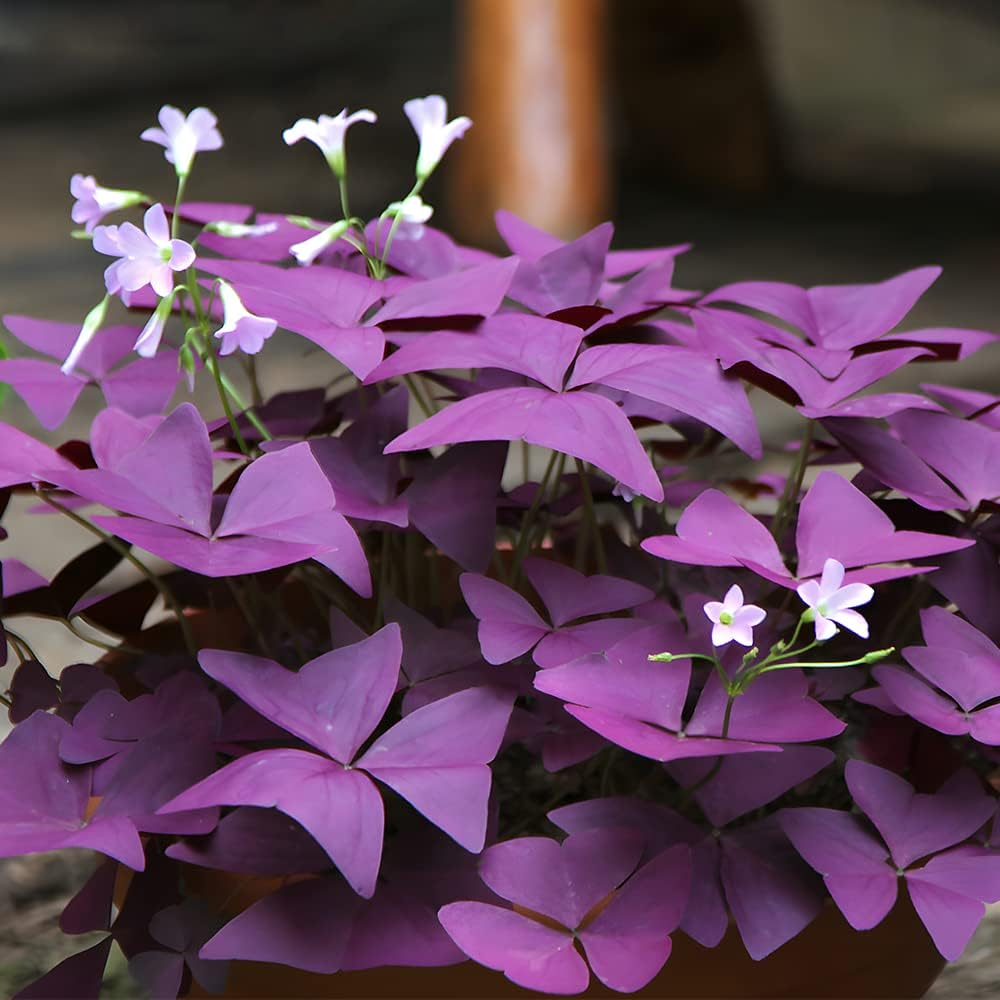 Purple and Green Shamrocks Bulbs for Planting, 30 Pack K92032