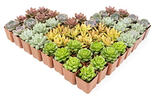 Succulent Plants Live (12 Pack) Potted Indoor Houseplants M1951