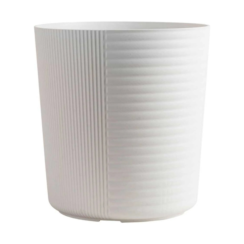 White Bird of Paradise Indoor Plant in White Pot R1313