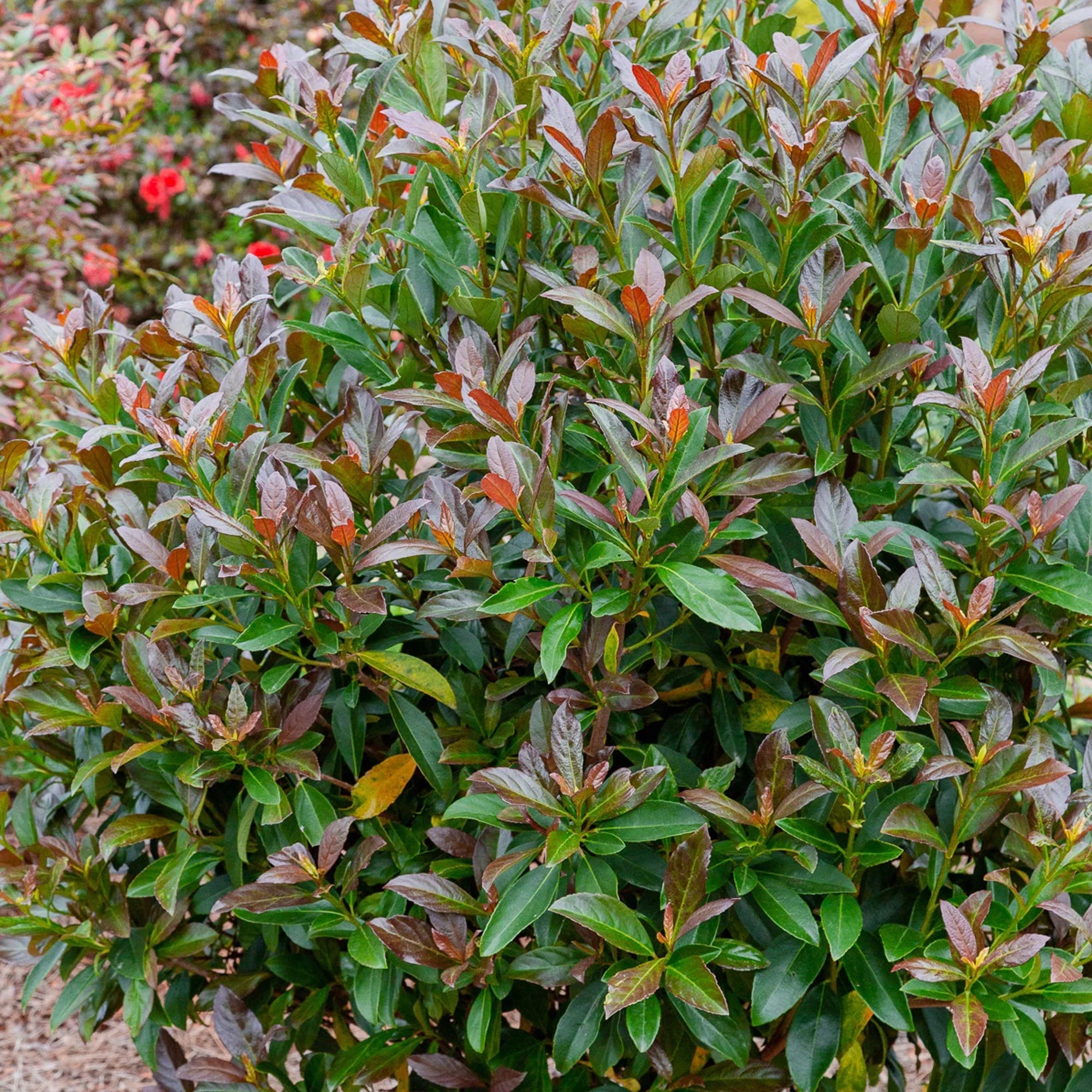 Viburnum Copper Top Live Shrub (2 Gallon) L27176