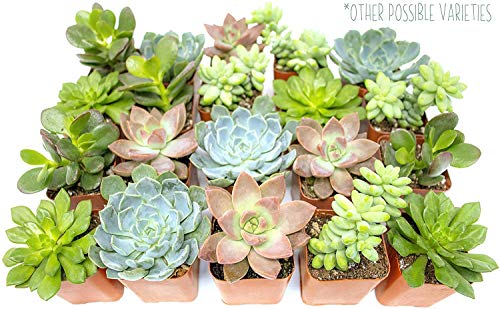 Succulent Assortment in Clay Pot, Live Houseplants W32017
