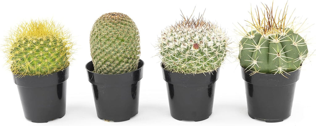 Assorted Cactus Plants Live Succulents (4PK) M49825