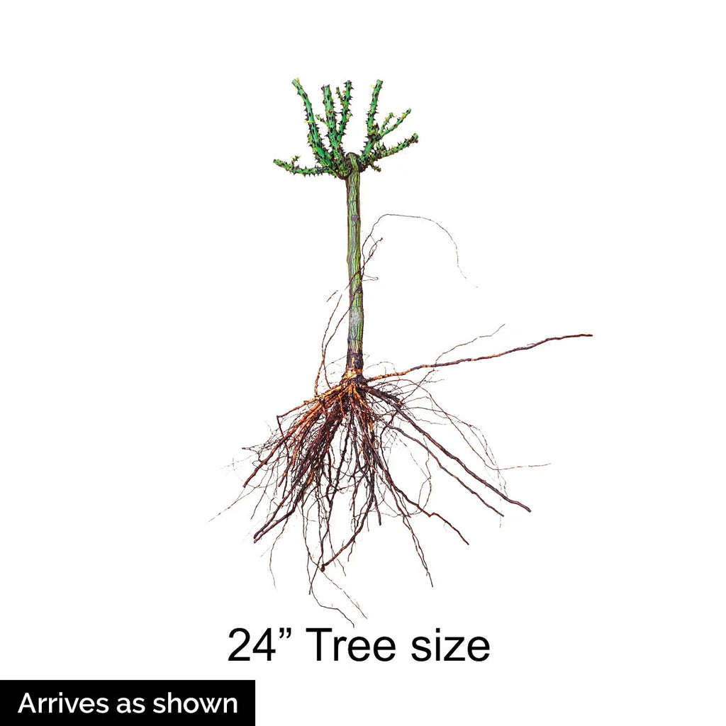 Dormant Bare Root Tree Rose, One Plant per Order K78904