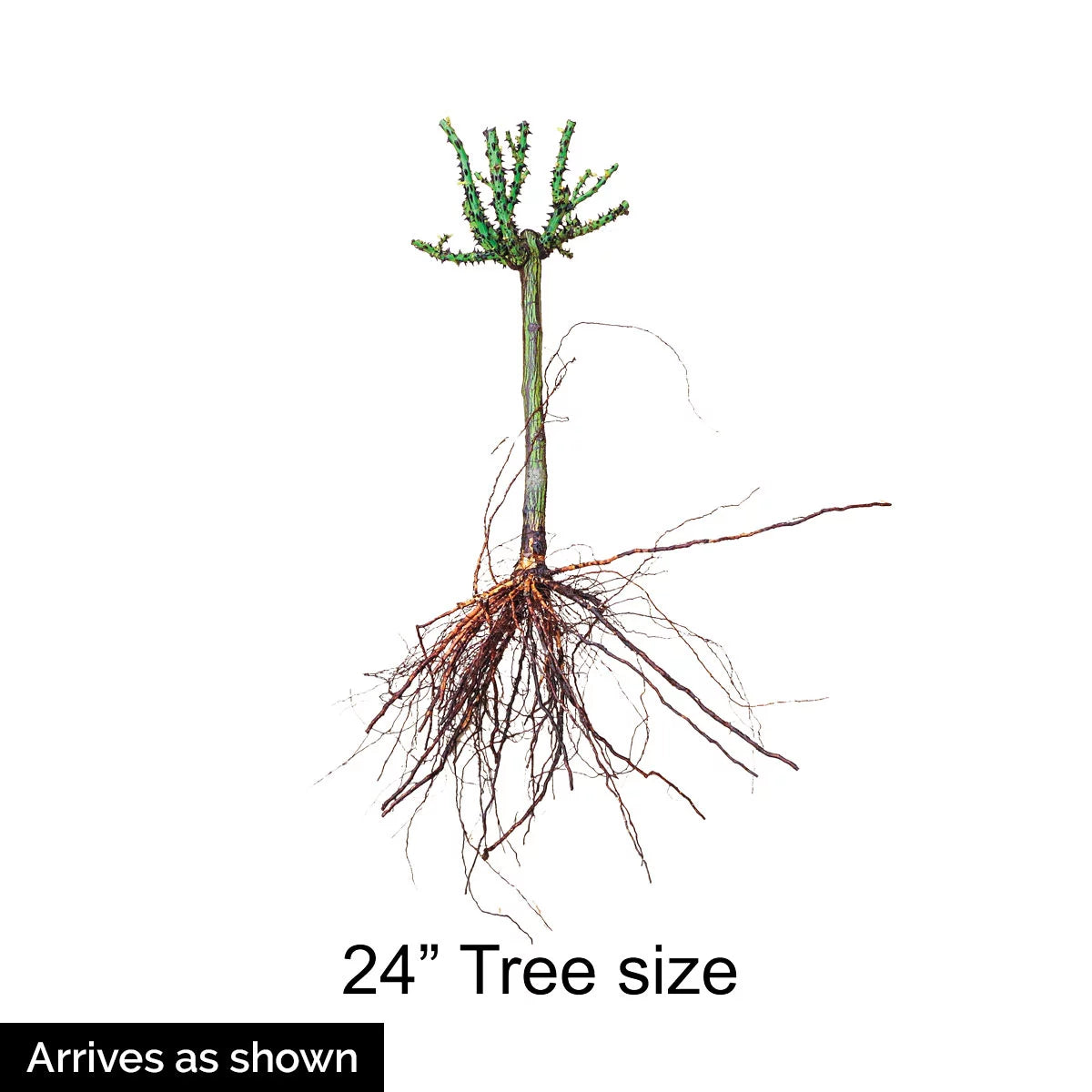 Dormant Bare Root Tree Rose, One Plant per Order K78904
