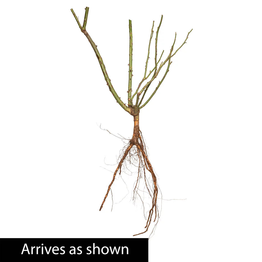 Dormant Hybrid Tea Rose Bare Root Plant A35774