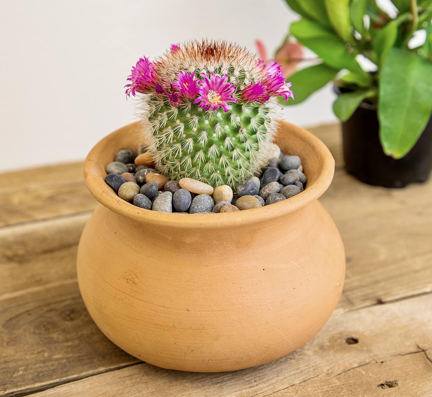 Assorted Cactus Plants Live Succulents (4PK) M49825