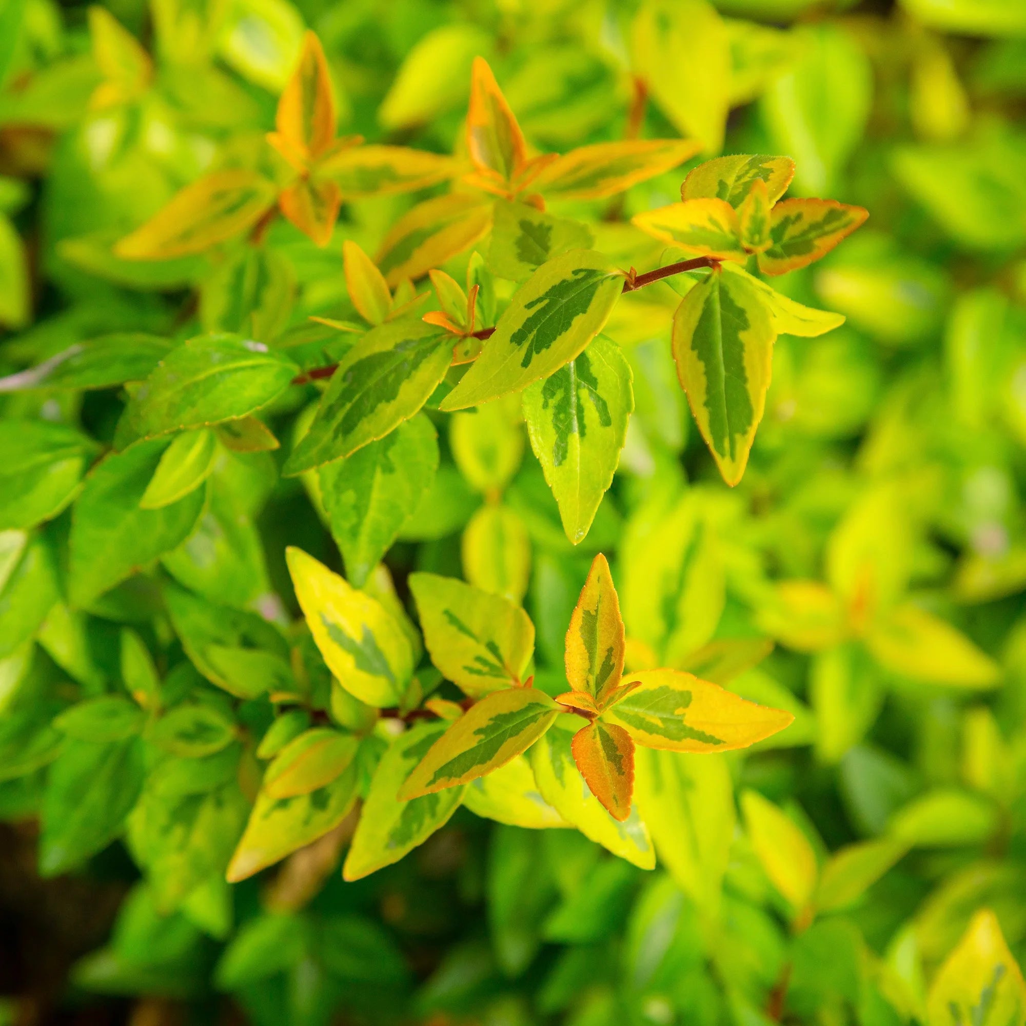 Abelia Kaleidoscope Live Shrub (2 Gallon) H309054