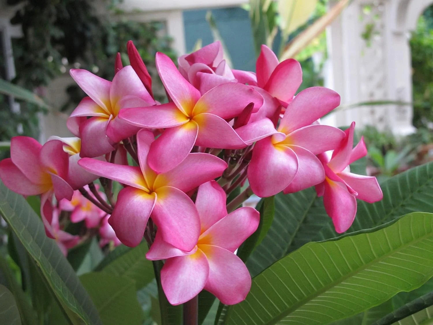 Pink Hawaiian Plumeria Frangipani Plant Cutting 9-12 Inches B93002