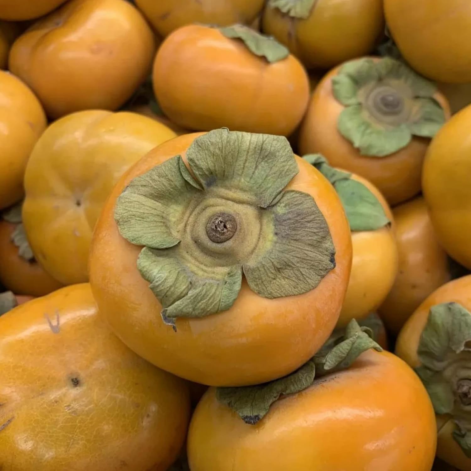 Fuyu Persimmon Seeds Sweet Edible Fruit Tree Outdoor 10Pcs N32854