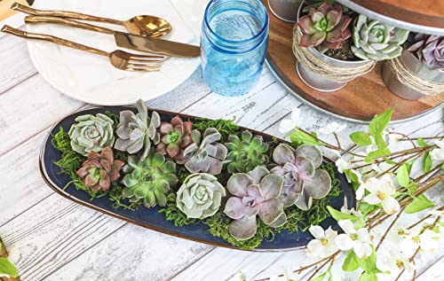 Succulent Plants Live (12 Pack) Potted Indoor Houseplants M1951