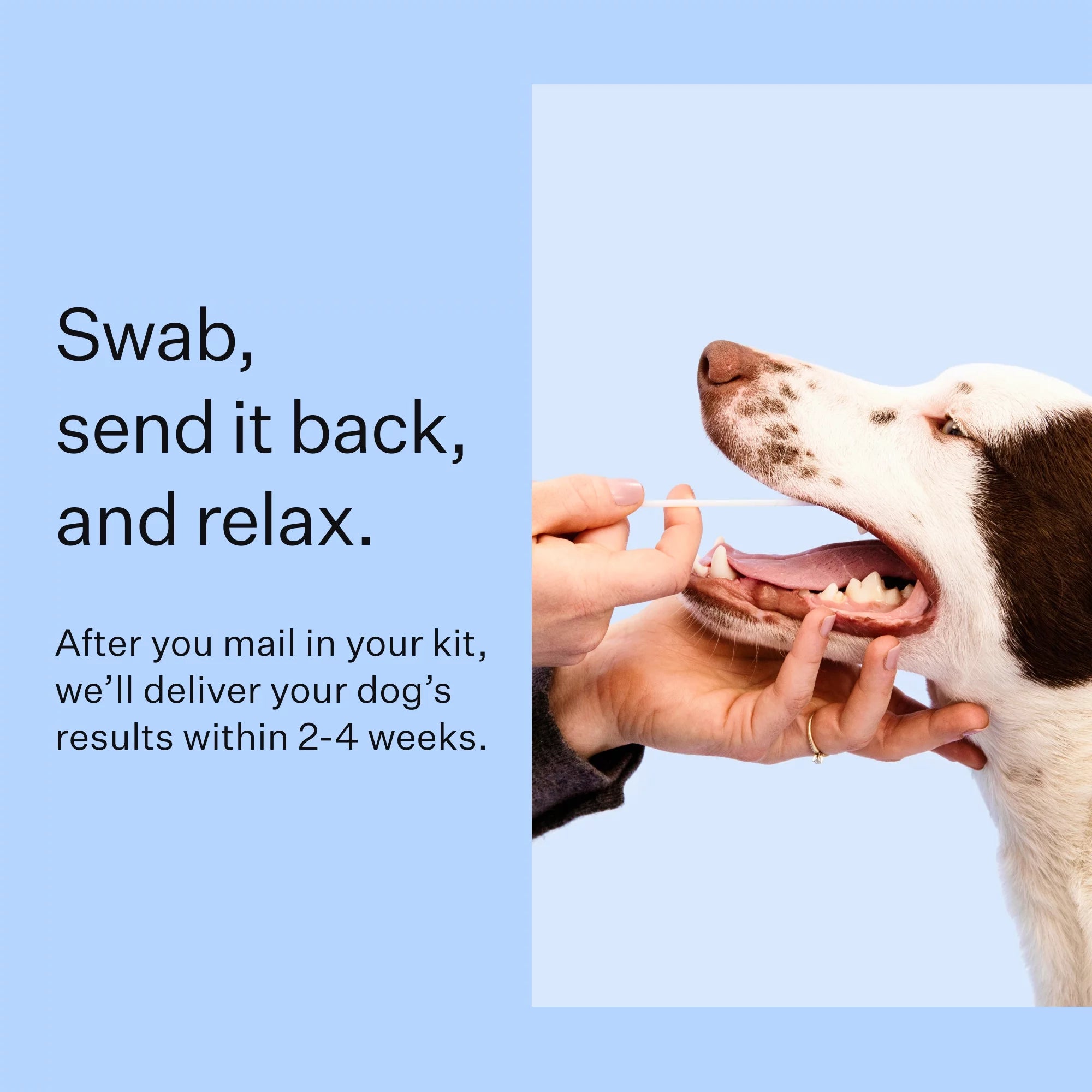 Dog DNA Test Kit for Breed Discovery N74730