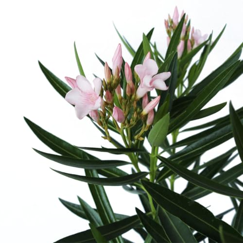 Oleander Bush Semi Dwarf Pink Flowering Shrub, Live Outdoor Plant Y97287