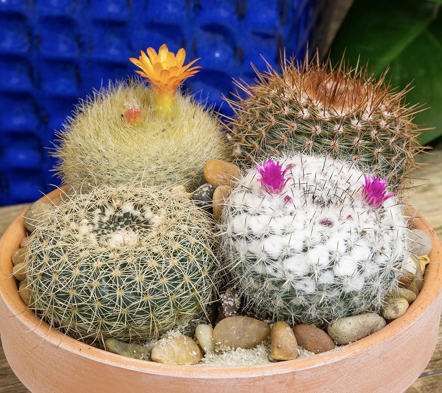 Assorted Cactus Plants Live Succulents (4PK) M49825