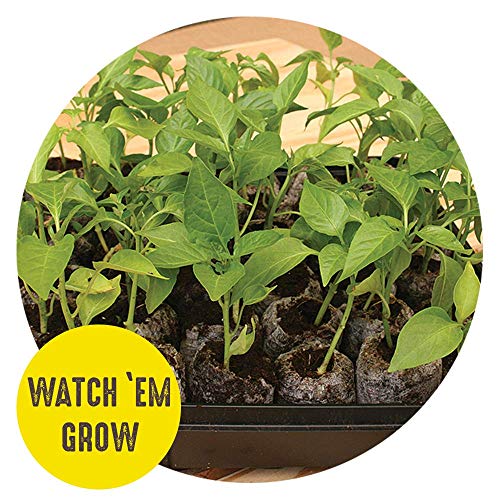 Seed Starting Tray Kit, 36 Cell with Peat Pellets, 3 Pack Q90398