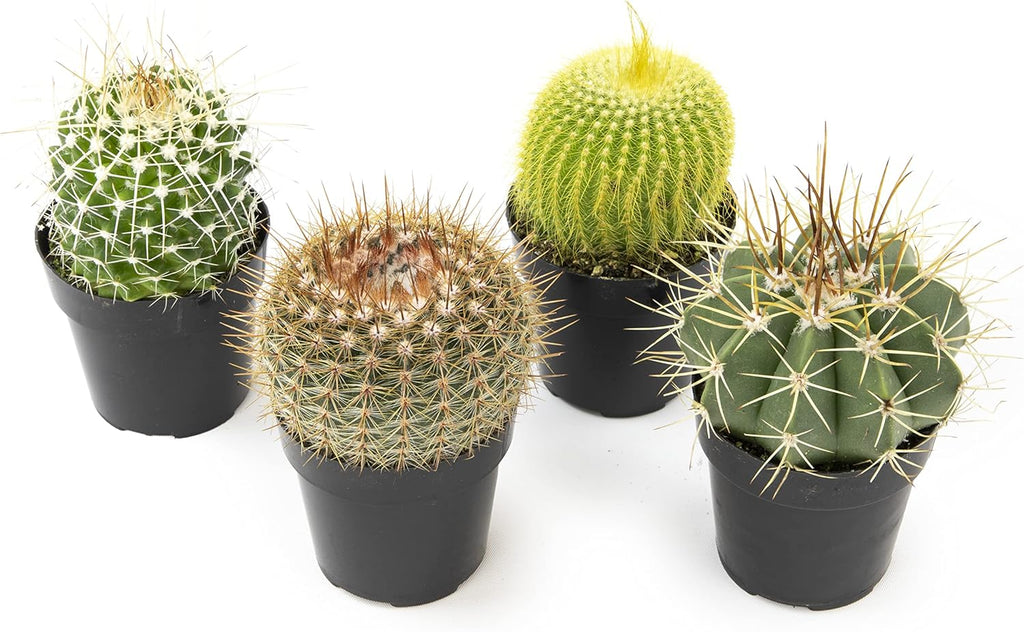 Assorted Cactus Plants Live Succulents (4PK) M49825