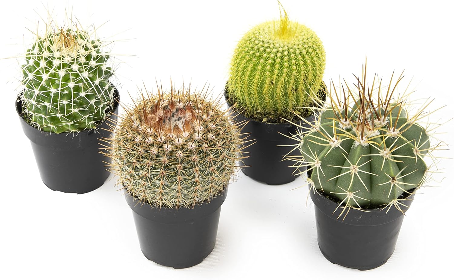 Assorted Cactus Plants Live Succulents (4PK) M49825