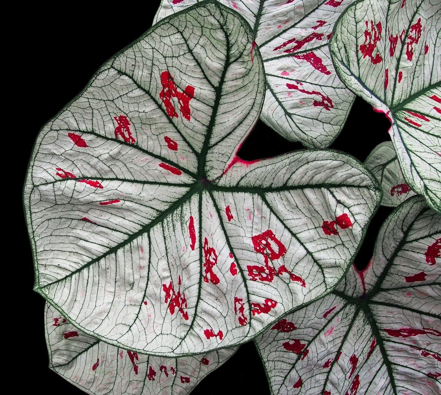 Cranberry Star Caladium Bulbs for Planting - Perennial W167