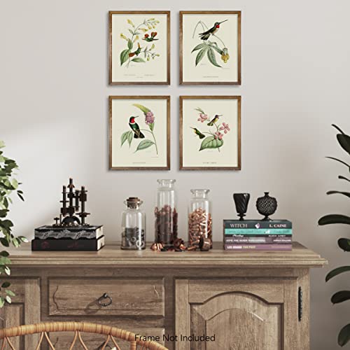 Bird Wall Art Hummingbird Botanical Flower Poster M427