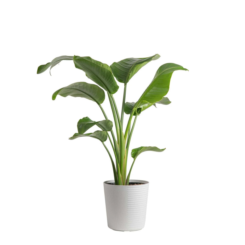 Costa Farms Live Indoor 24in. Tall White Bird of Paradise, Direct Sunlight Plant 9.25in. White Pot - Radiant Selections