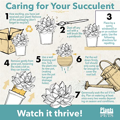 Succulent Assortment in Clay Pot, Live Houseplants W32017