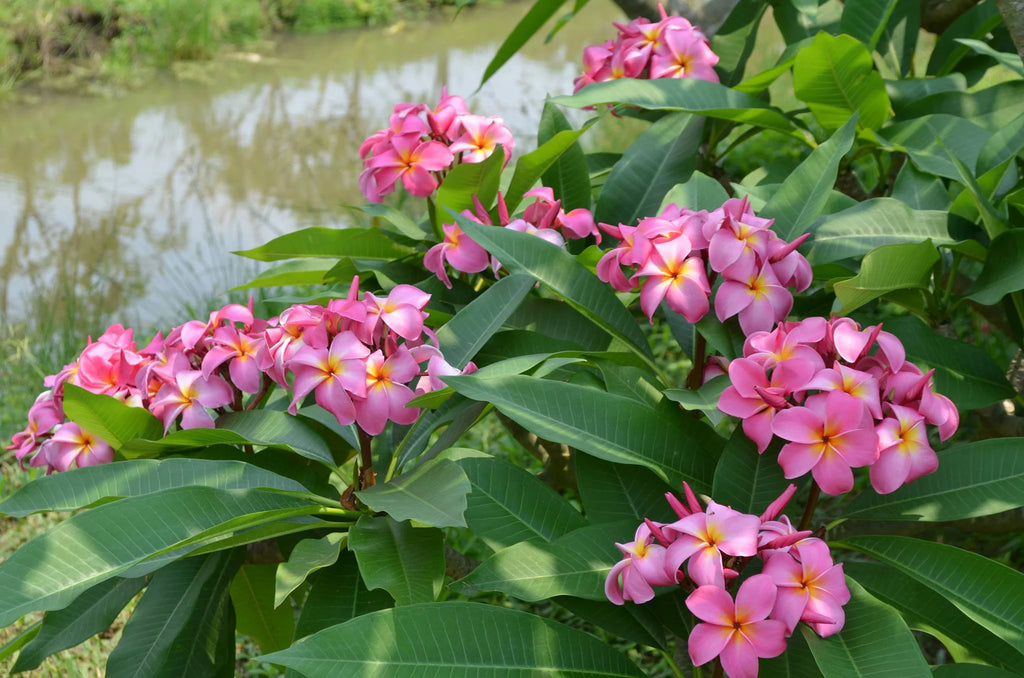 Pink Hawaiian Plumeria Frangipani Plant Cutting 9-12 Inches B93002