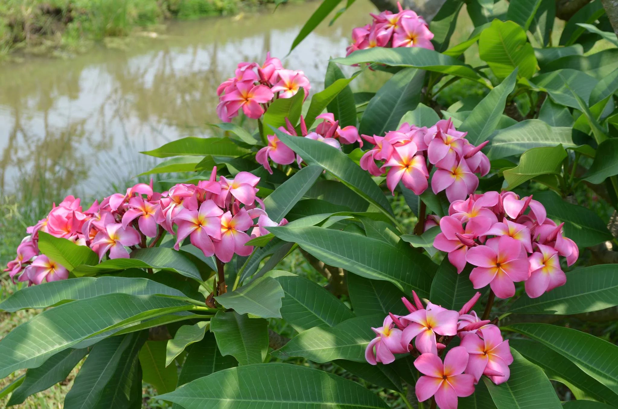 Pink Hawaiian Plumeria Frangipani Plant Cutting 9-12 Inches B93002