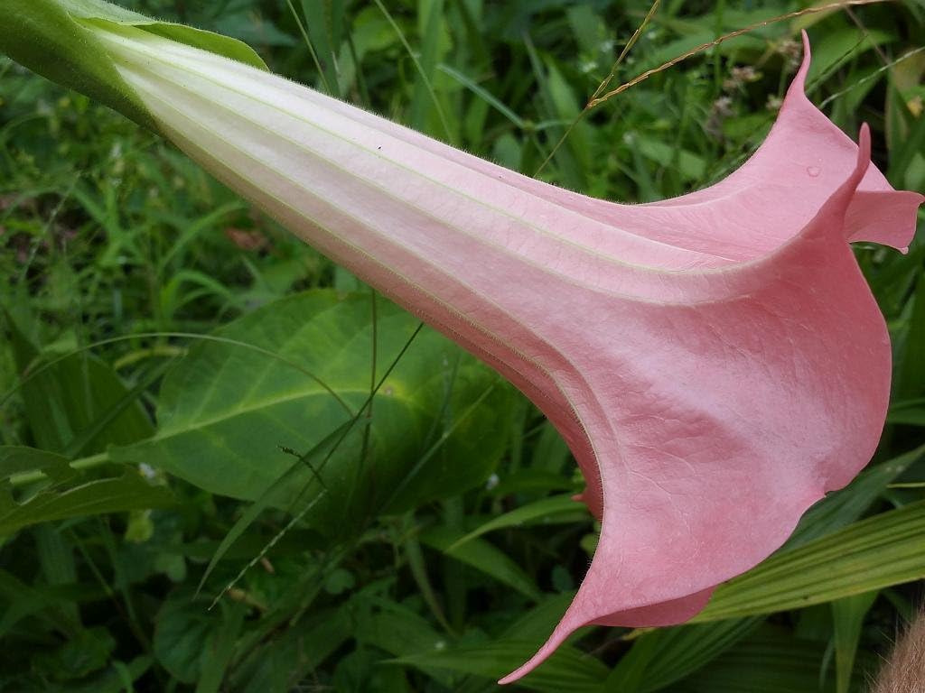 Butterfly Pink Brugmansia Angels Trumpet Live Tropical Plant Fragrant Flower Starter Size 4 Inch Pot R7513