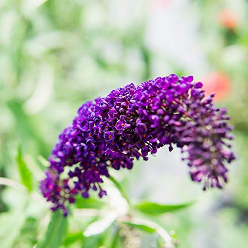 Butterfly Shrub 1 Gallon Live Bush for Outdoor Planting Z397