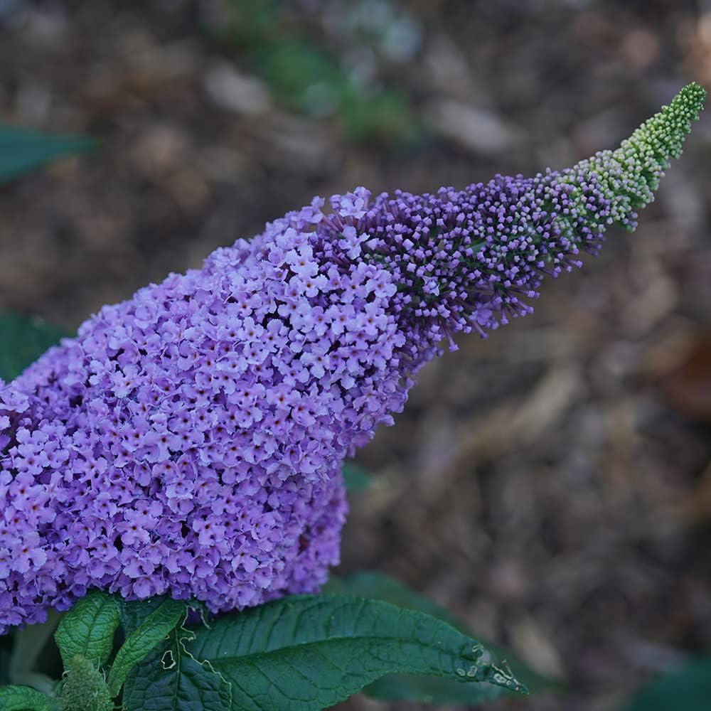 Amethyst Butterfly Bush - Deciduous Shrub - Light Purple Flowers - 3 Gallon Pot B5658