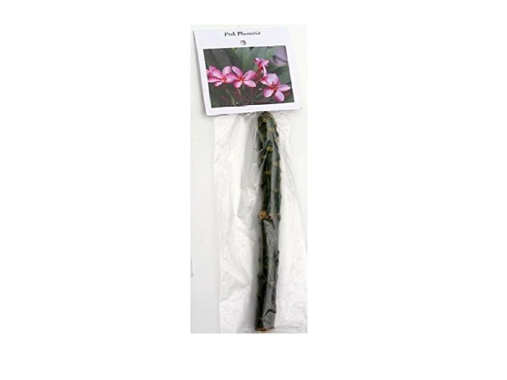 Pink Hawaiian Plumeria Frangipani Plant Cutting 9-12 Inches B93002