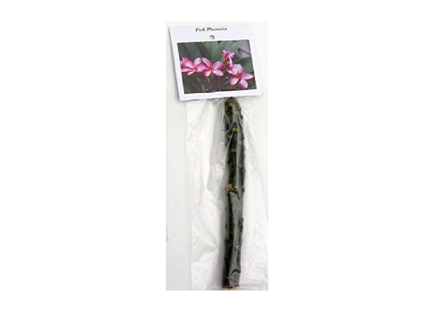 Pink Hawaiian Plumeria Frangipani Plant Cutting 9-12 Inches B93002