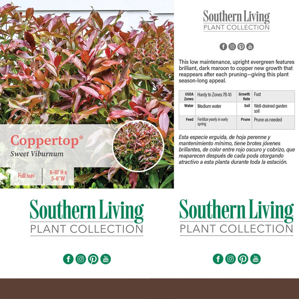 Viburnum Copper Top Live Shrub (2 Gallon) L27176