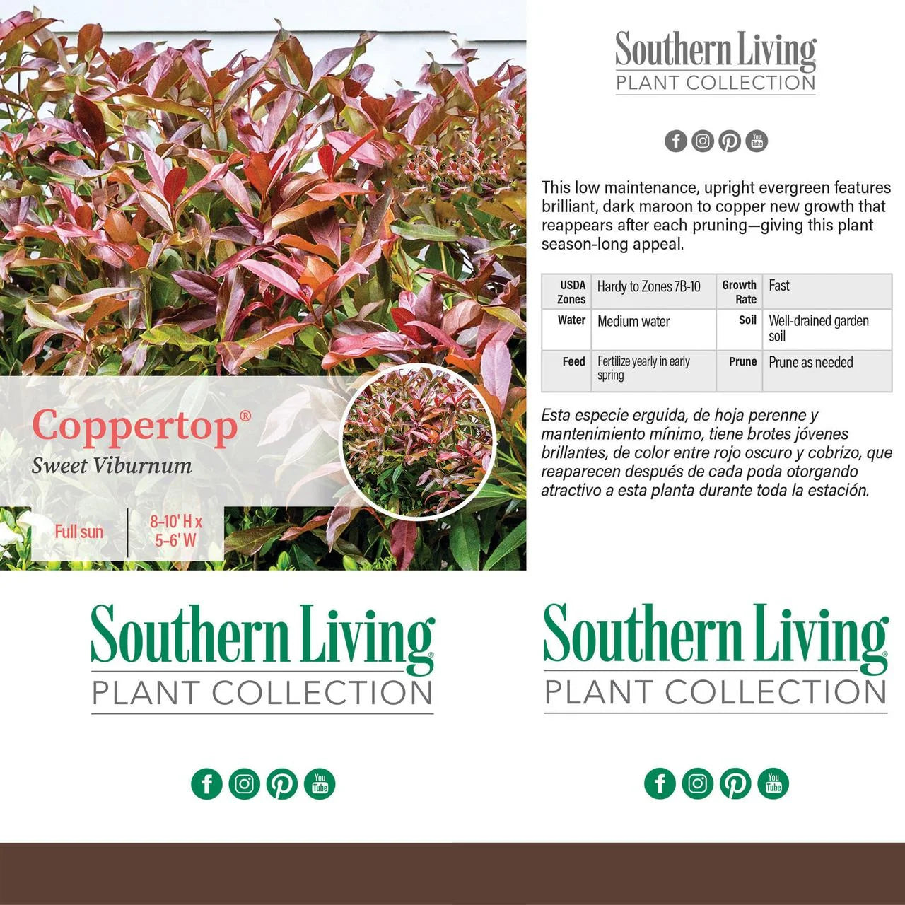 Viburnum Copper Top Live Shrub (2 Gallon) L27176