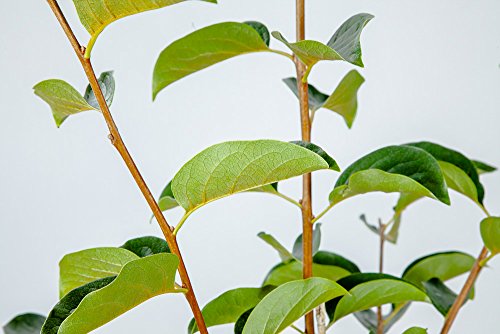 Fuyu Asian Persimmon Tree, Live Plant (3-4 ft.) A9476