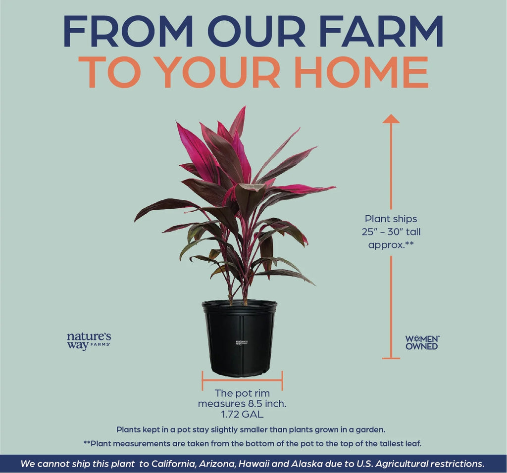Ti Plant Live Plant 25-30 in. Tall in Grower Pot S7358