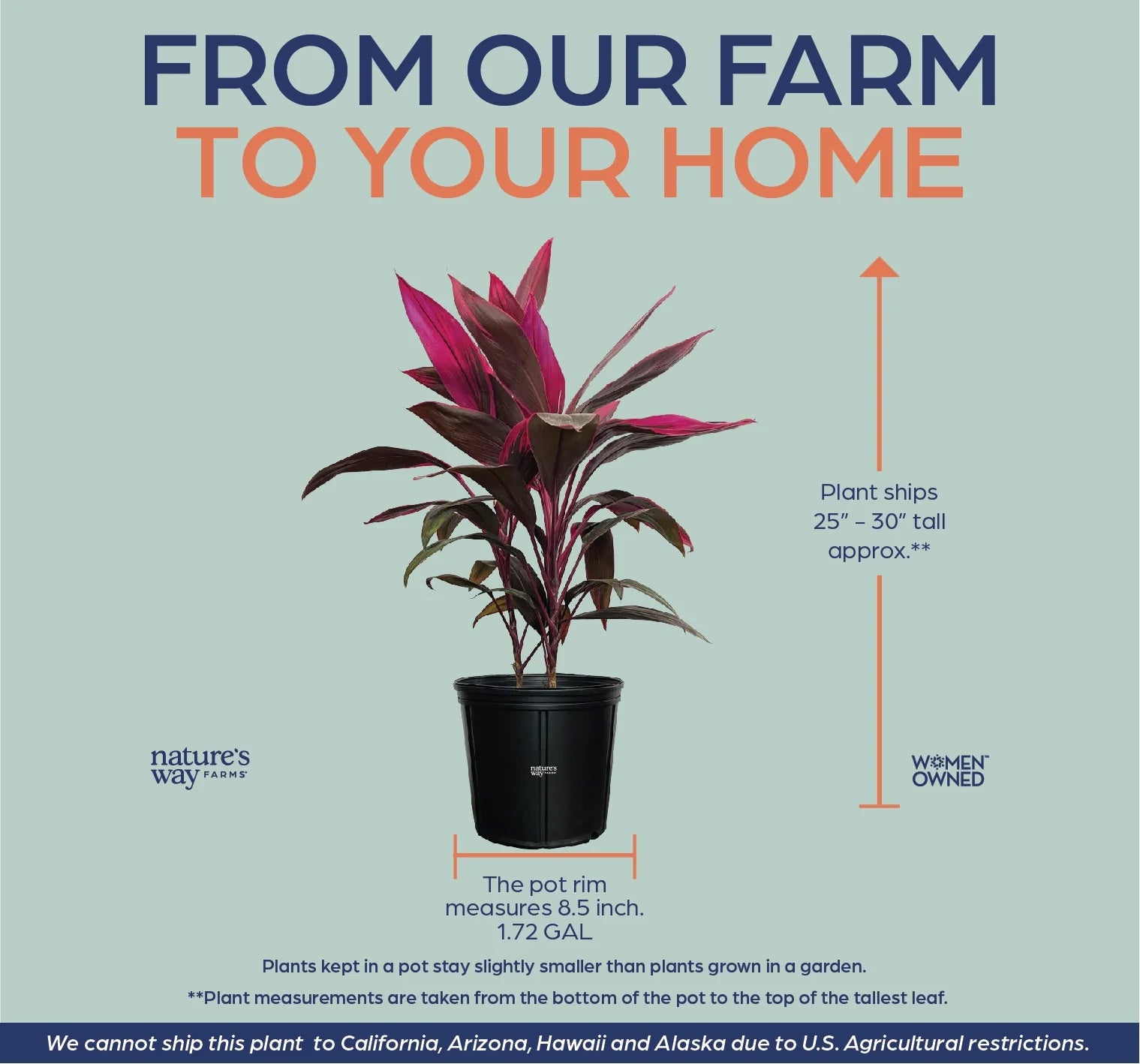 Ti Plant Live Plant 25-30 in. Tall in Grower Pot S7358