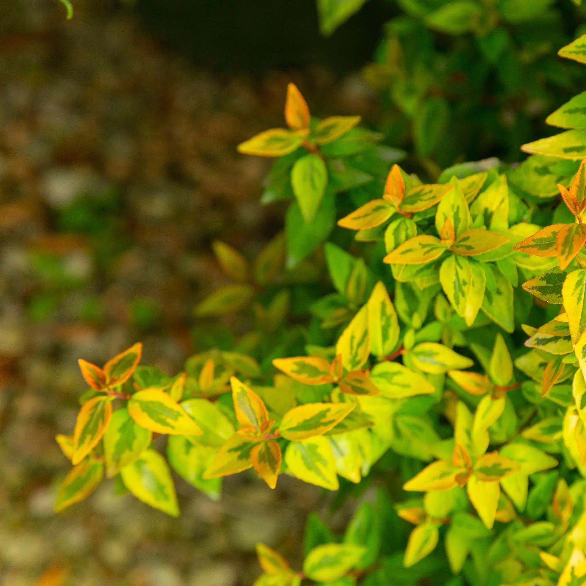 Abelia Kaleidoscope Live Shrub (2 Gallon) H309054