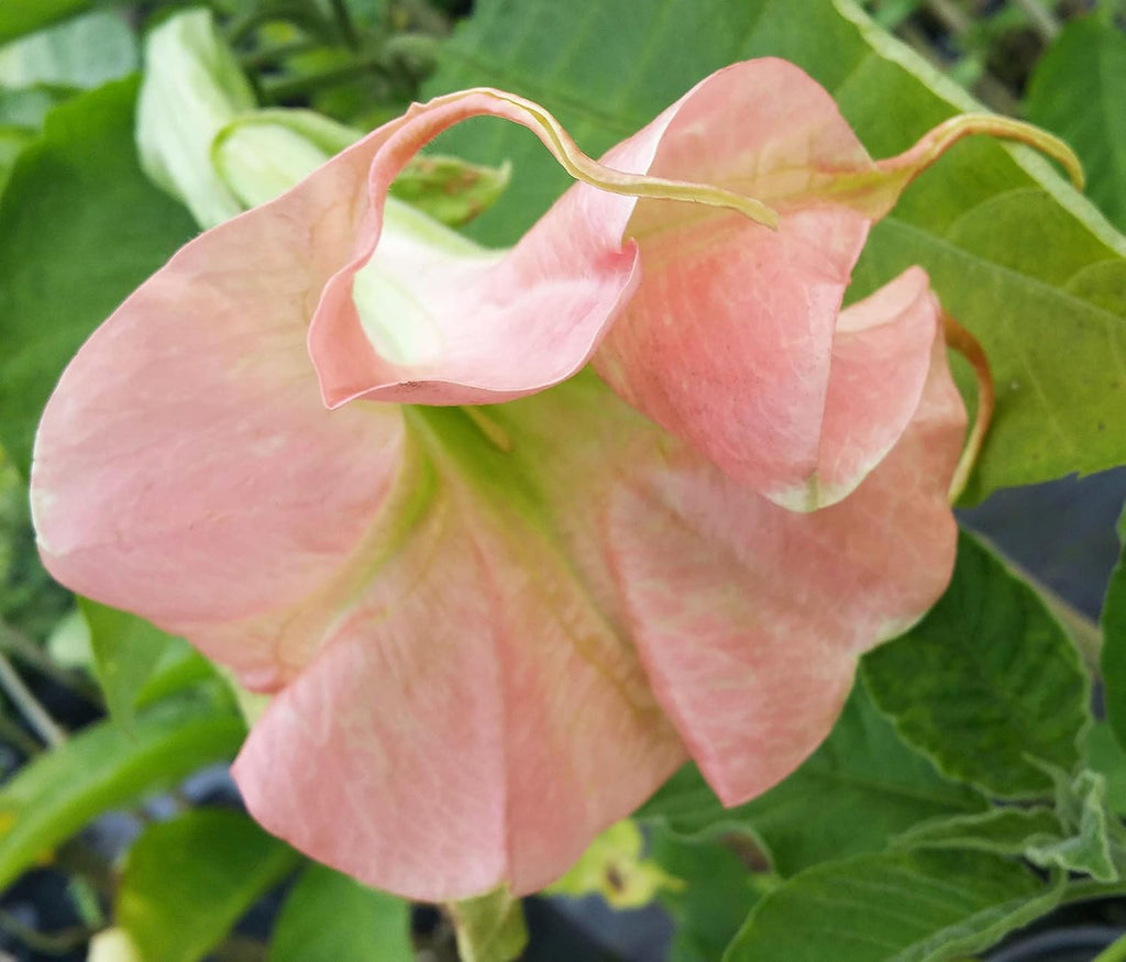 Angels Trumpet Live Tropical Plant Double Pink Fragrant Flowers 4 Inch Pot C653