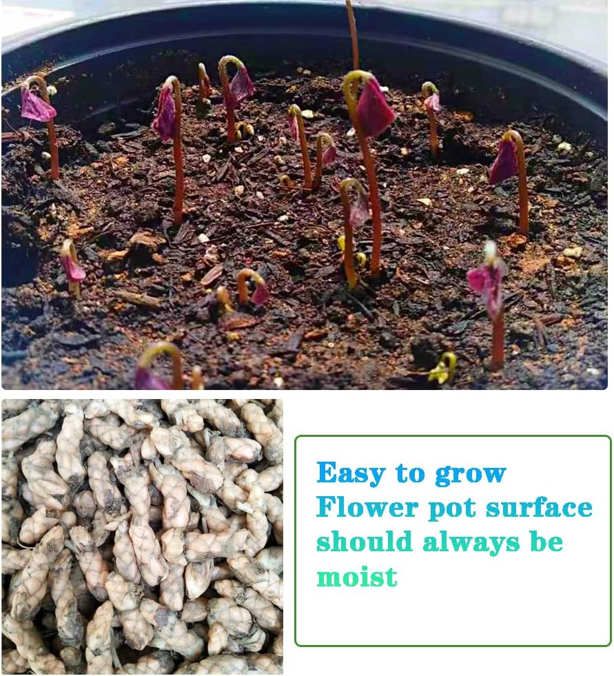 Purple Shamrocks Bulbs for Indoor or Outdoor Planting W291351