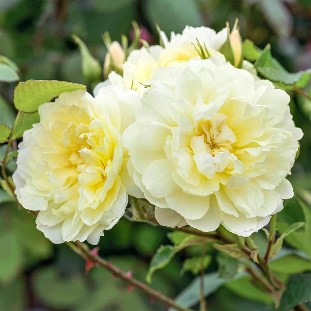 One Gallon Own-Root David Austin Rose N9211