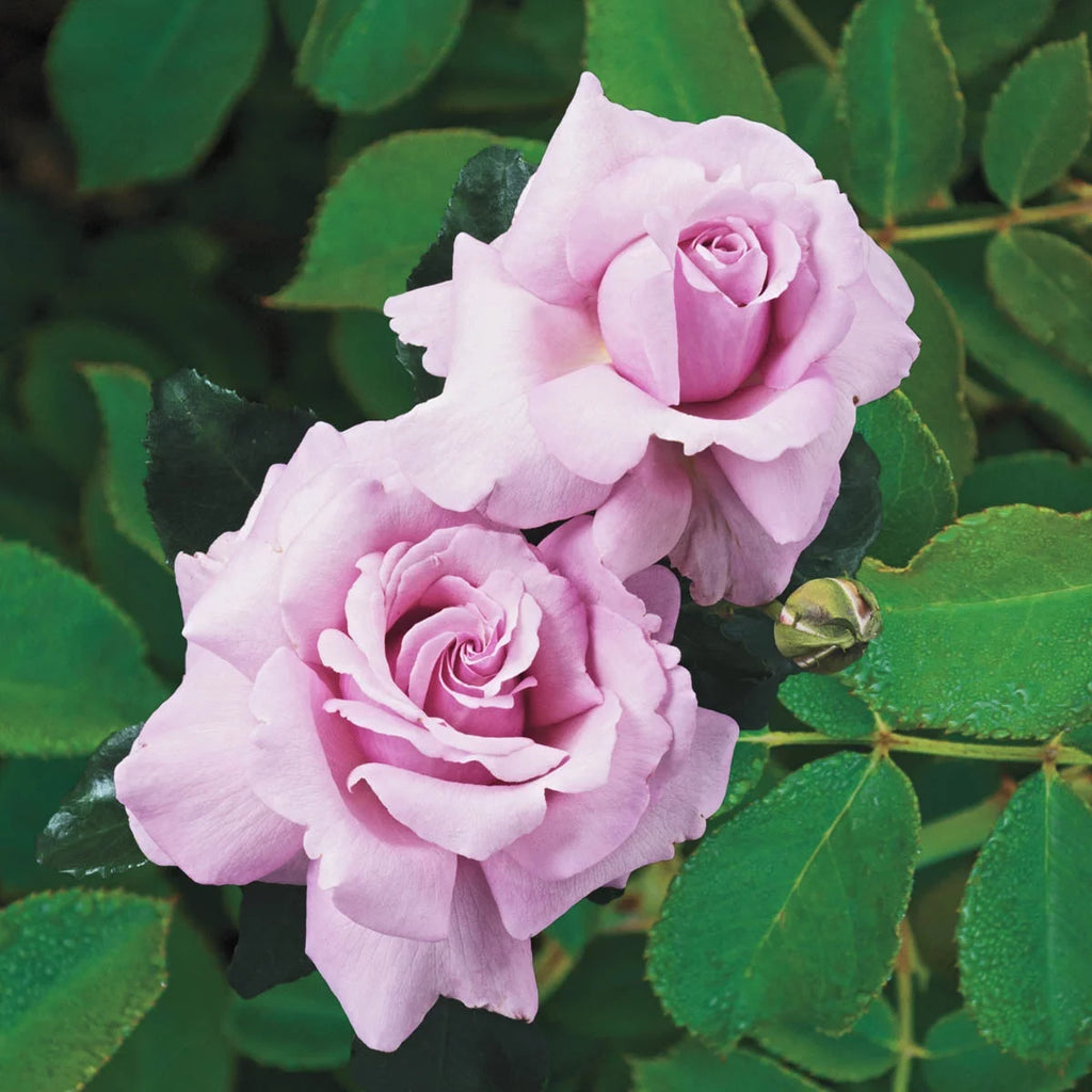 Dormant Hybrid Tea Rose Bare Root Plant A35774