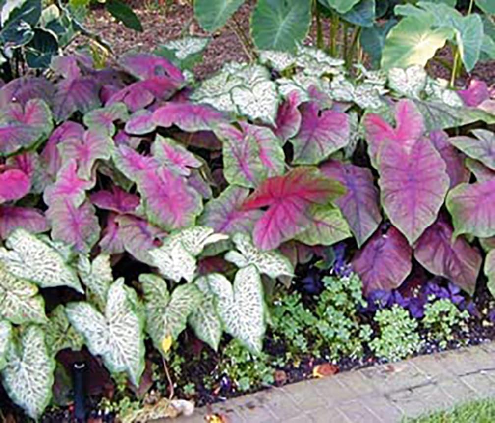 Caladium White with Red Marks Z93037